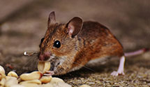 24 Hour & Emergency Exterminators in Roselle Park, NJ